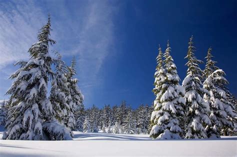 Cut Down Your Own Christmas Tree In Your National Forest