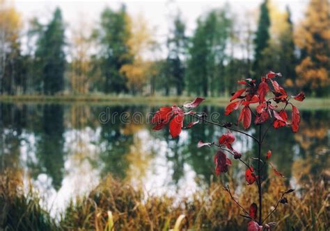 Autumn Lake Water Reflection Trees Outdoors Nature Red Leaves Branch