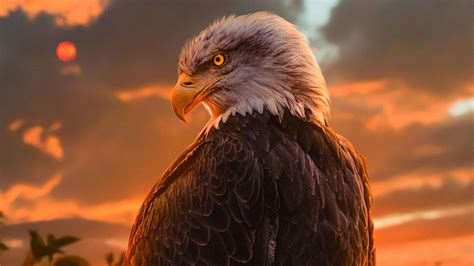 Eagle Art Black Wallpaper Hd Other 4k Wallpapers Images Photos And