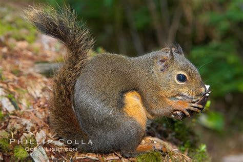Douglas Squirrel Tamiasciurus Douglasii Hoh Rainforest Olympic