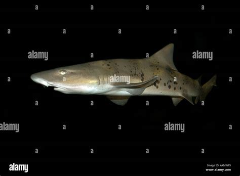 Houndshark Hi Res Stock Photography And Images Alamy