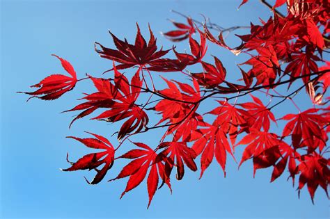 Wallpaper Tree Leaves Japanese Maple Marlton 5028x3352