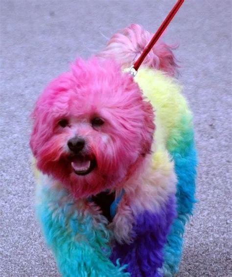 Why Its Horrible To Dye Your Dogs Fur Dog Hair Dye Dog Dye Dogs