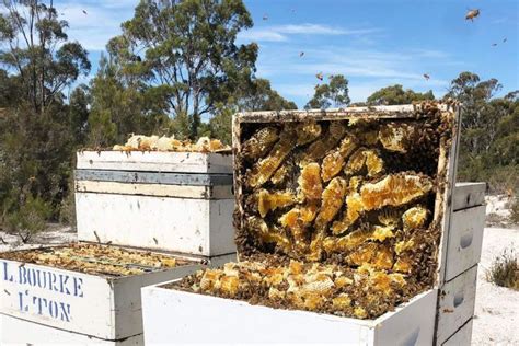 Kiwis Eight Years Late To Manuka Honey Say Tassie Beekeepers Manuka Honey Kiwis Bee Keeping