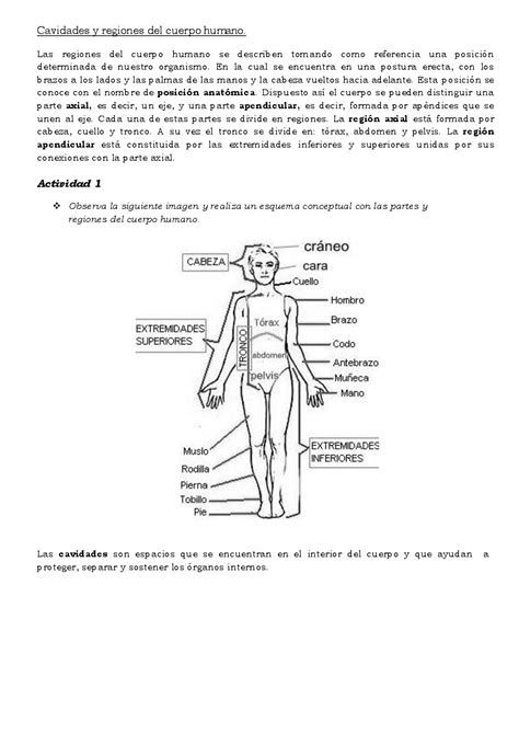 2º AÑo Unidad 1 Cavidades Y Regiones Del Cuerpo Humano Funciones