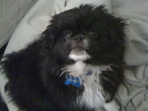 Unfortunately, this fad has lead to the illegal smuggling of otters. Zuzu can be incredibly cute :) Japanese Chin puppy ...