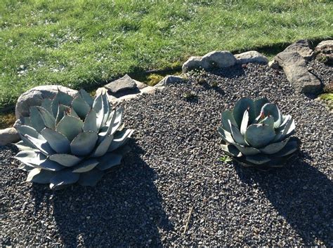 Other succulents (including agaves) have spines but not areolas, some cacti have areolas but not spines: Cactus and Succulents forum: Agave survival in the Pacific ...