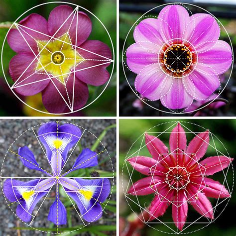 Flower Nature Patterns Sacred Geometry Contemporary Art Digital Art By