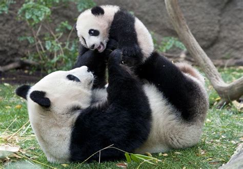 Wwf Dossier N°11 Le Panda Géant Protégeons La Nature