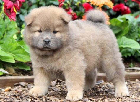 I'm not going to lie, several of her siblings were pit. Petey | Chow Chow Puppy For Sale | Keystone Puppies