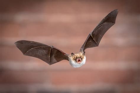 Are Bats Blind Discover The Fascinating World Of Bat Senses