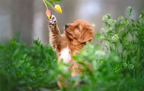 Baby Dog Spring Wallpapers Wallpaper Cave