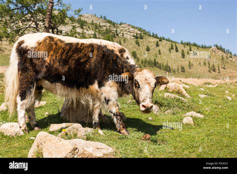Mongolian Yak Hi Res Stock Photography And Images Alamy