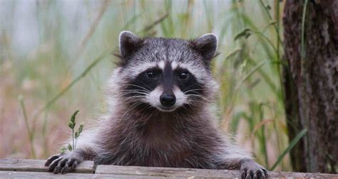 Raccoon Control And Removal South Florida Top Pest Control Manning