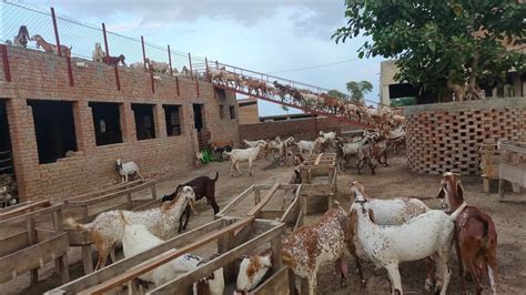Modern Goat Farming In Hasil Purgoat Farming In Pakistan Punjab Youtube