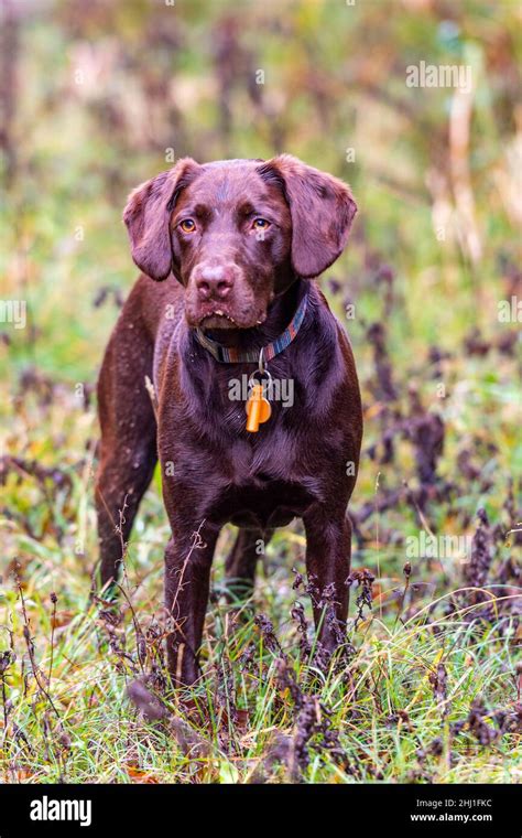 Springador Puppies Hi Res Stock Photography And Images Alamy