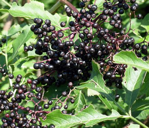 Crunchy Thrify Cool Practical Plants Elderberry Elderberry Juice