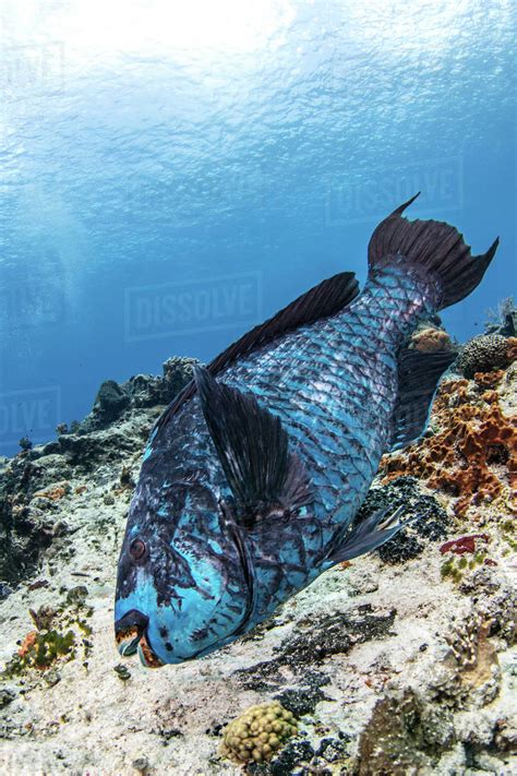 Midnight Blue Parrotfish Cozumel Quintana Roo Mexico Stock Photo
