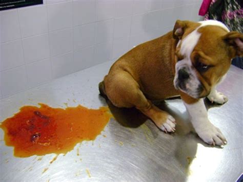 Cachorro Com Diarreia Com Sangue Dicas Boas Pra Cachorro