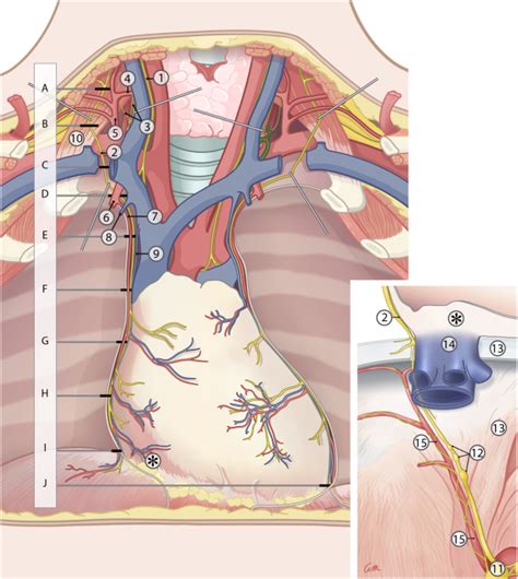 Relating to the cranial surface of a pharyngeal section. The human phrenic nerve serves as a morphological conduit ...