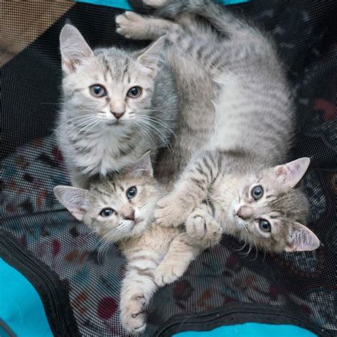 Kitten Lady On Twitter Missing My Three Little Ones Can You Tell