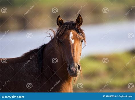 Wild Horse Portrait Stock Photo Image Of Landscape Jade 42848820