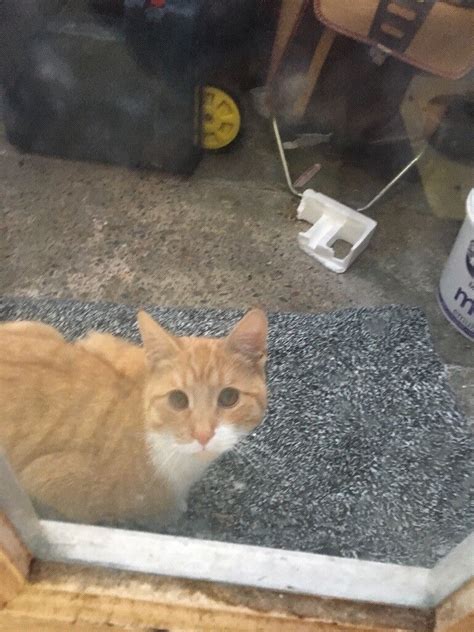 Found Missing Ginger Kittencat In Manor Park London Gumtree