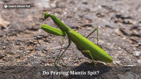 Do Praying Mantis Spit 7 Interesting Facts 2024