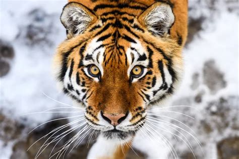 Amur Tiger In Snow