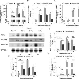 Changes In Mrna And Protein Expression Levels Of Sox Col A And