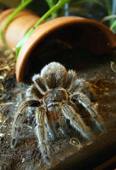 Thousands Of Tarantulas Are Crawling Around Colorado Right Now Looking
