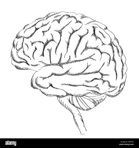 Brain Anatomy Human Brain Lateral View Sketch Illustration Isolated