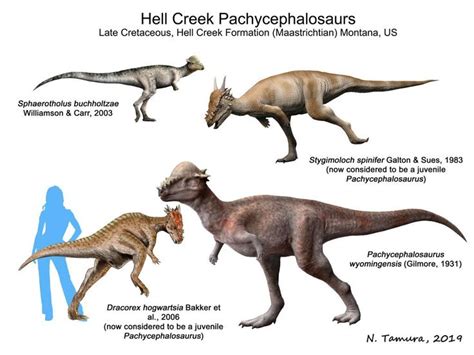 Hellcreek Pachycephalosaurs By Ntamura On Deviantart Prehistoric