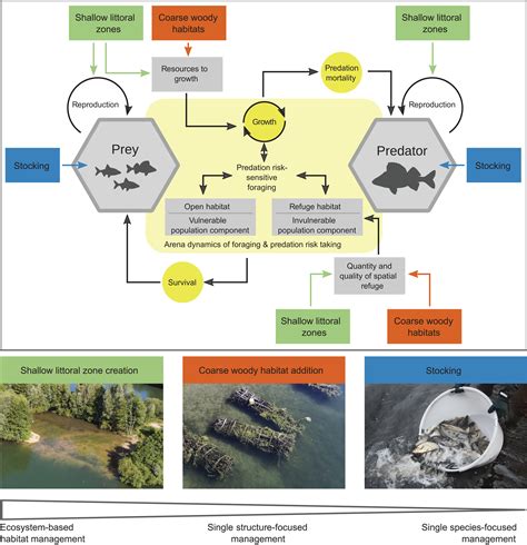 Ecosystem Based Management Outperforms Species Focused Stocking For