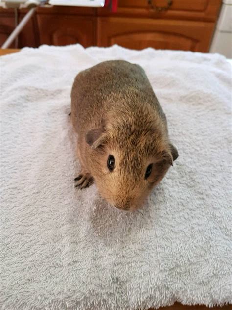 A Pair Of Two Beautiful Female Guinea Pigs For Sale In Tewkesbury