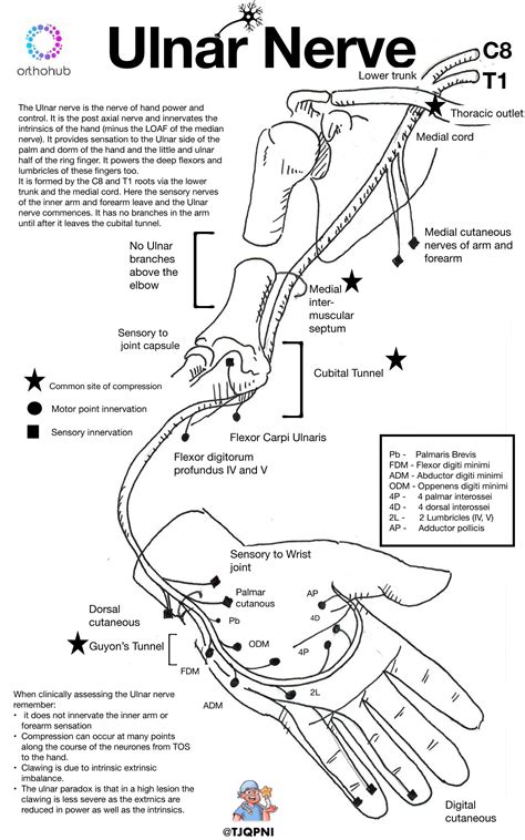 Ulnar Nerve Sensory Distribution