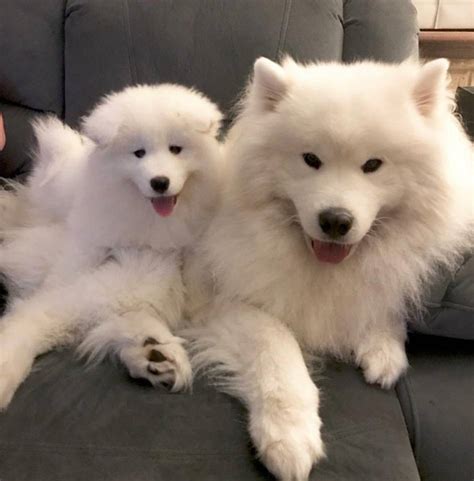 Samoyed Puppies For Sale Dallas Tx Petzlover