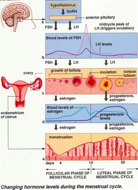 The Ovarian And Menstrual Cycle Sbi4u 2013 Resource Guide