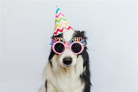 Happy Birthday Party Concept Funny Cute Puppy Dog Border Collie