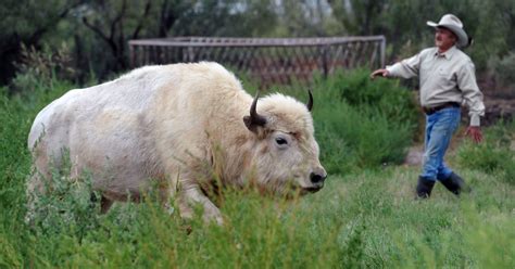 White Buffalo Finds Herd And Home On Ranchers Range