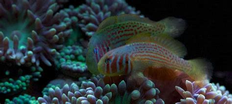 Green Clown Goby Caresizedietlifespan Guide Fishkeeping Forever