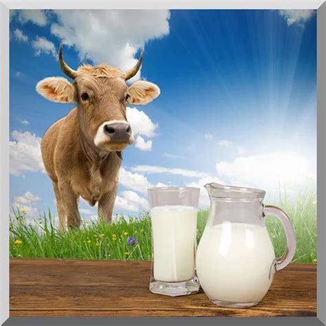 Pure Cow Milk Manufacturer From Gandhinagar