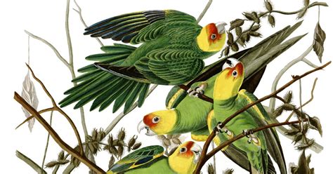 How to draw a parakeet. ShukerNature: WHEN DID THE CAROLINA PARAKEET REALLY DIE OUT?