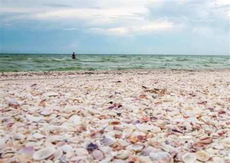 Top 10 Things To Do In Sanibel Island Florida For Nature Lovers