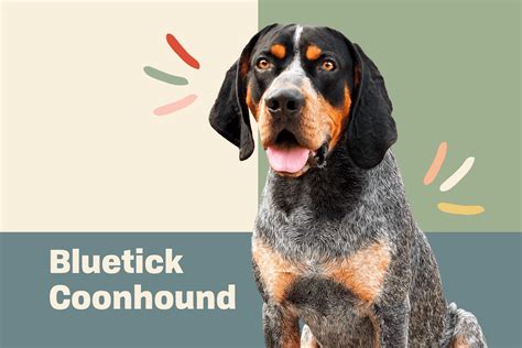 Bluetick Coonhound Dog Breed Information And Characteristics