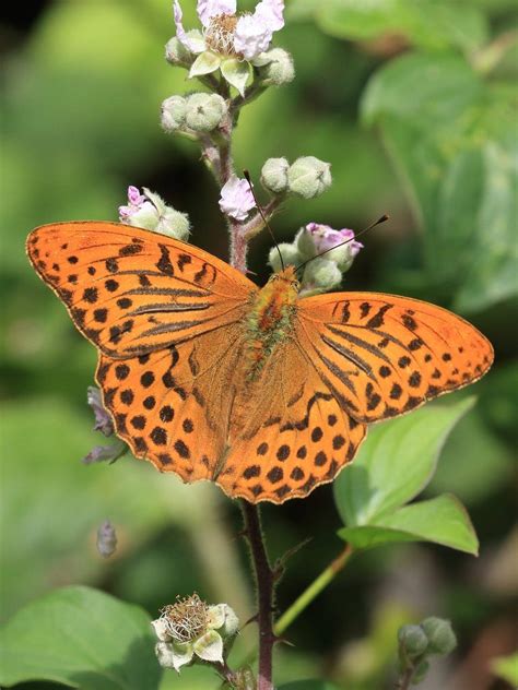 Silver Washed Fritillary By Harryf2011 Planting Fruit Trees Mark Hall