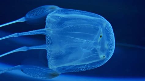 10 Interesting Facts About The Box Jellyfish 10 Interesting Facts