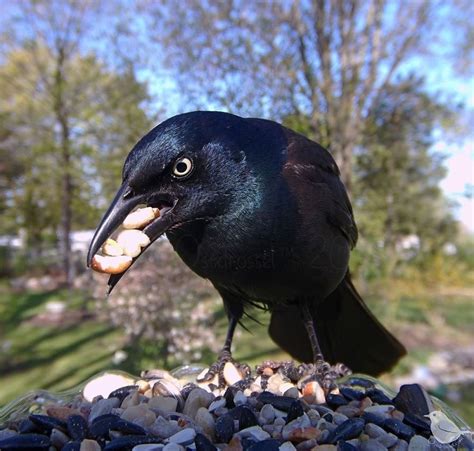 Rangiku was in uncharted territory here, but she'd be damned before she backed down. Woman Takes Incredible Photos Of Birds Using A Camera Hidden Inside A Bird Feeder (30 Pics ...