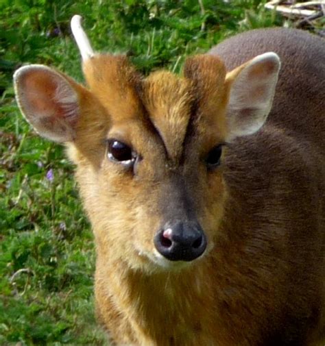 These small creatures are known for their love of affection and also gives kisses. Mouse Deer Pet For Sale - Pet's Gallery