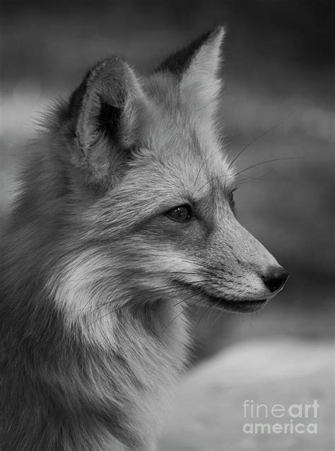 Red Fox Portrait In Black And White Photograph By Teresa Wilson Pixels